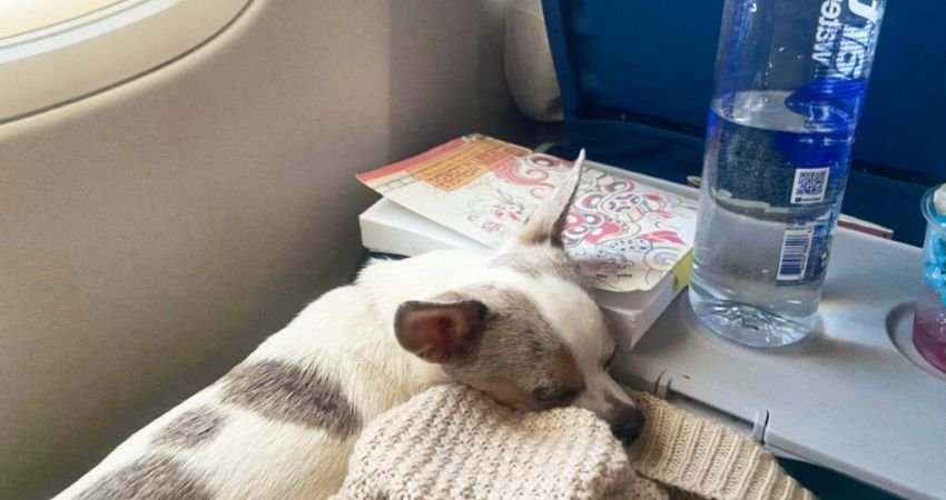 Norse Atlantic Airways Pets in Cabin Policy